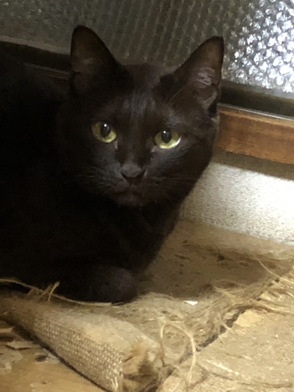 カボチャ、黒猫、血まみれマリー あなたの知らないハロウィーンの歴史Business Insider Japan