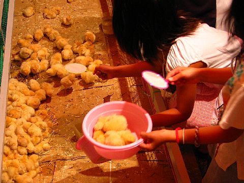 ひよこすくいで楽しみました新潟コシヒカリのお米農家「まごころ村」ブログ＊出張販売・全国発送対応