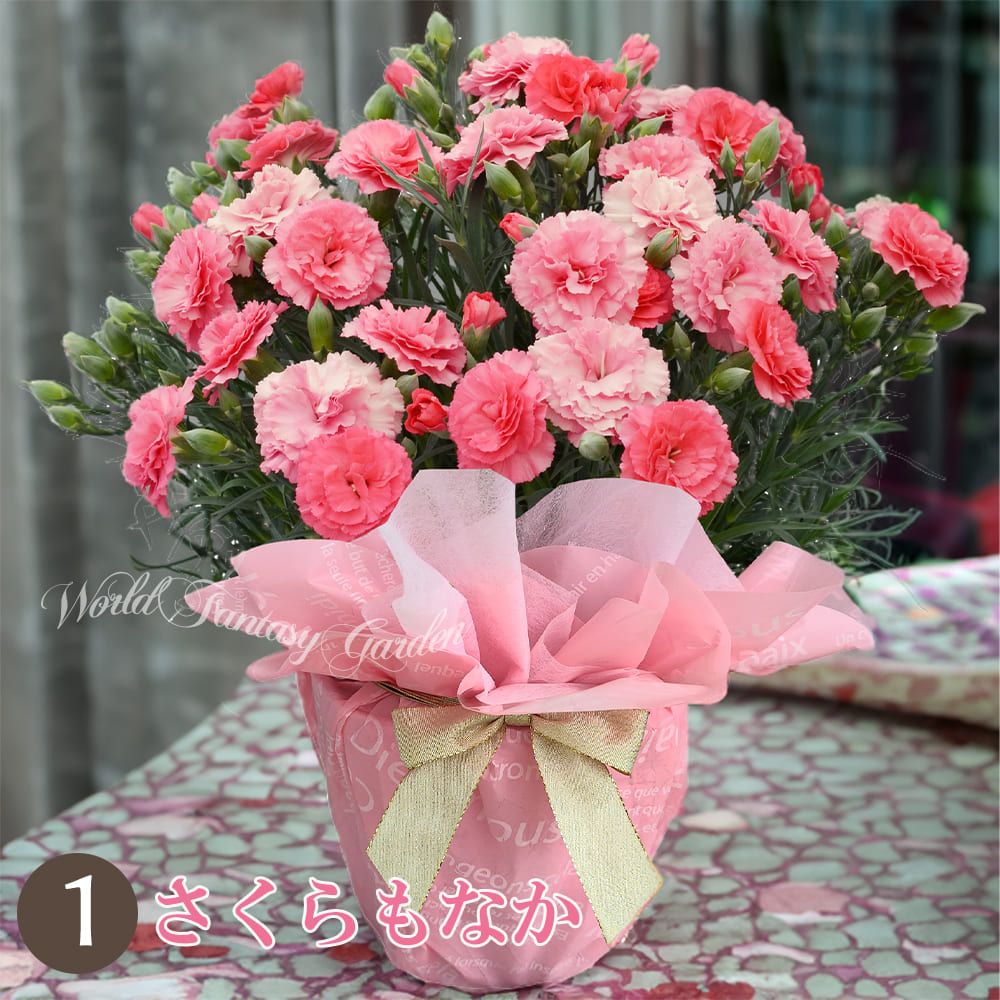 母の日 花 プレゼント 母の日ギフト 2025 ギフト カーネーション 鉢植え 花鉢 おしゃれ 5号 鉢 鉢植 お花 鉢花 5号鉢 60代 70代80代