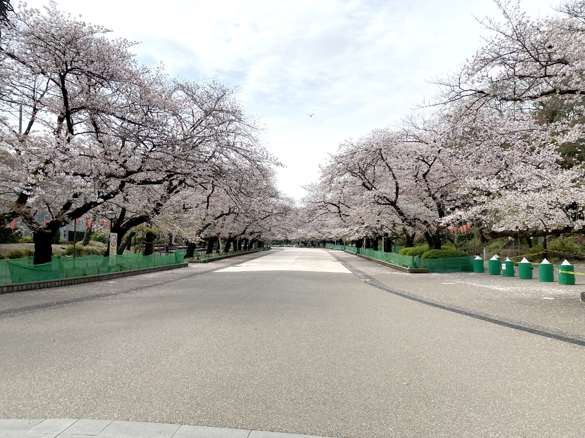 上野公園桜花見2025場所取り何時から?おすすめ穴場スポットは?混雑状況は?夜桜ライトアップは?見頃や開花時期は?日日是好日