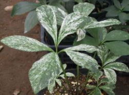 英国ヴィンテージ 「薄ガラスのクリスマスオーナメント」白い葉っぱのハンドペイント×オレンジ×ブラック Bauble ペイント -イギリス雑貨COTSWOLDS