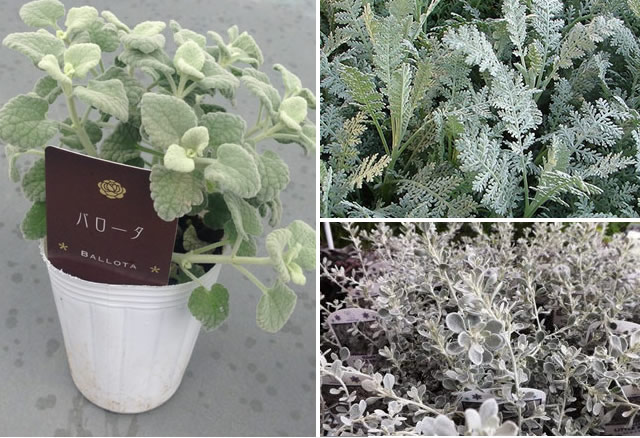 花の寄せ植えレッスン!クリスマスを華やかに楽しむ冬の寄せ植えLOVEGREEN ラブグリーン