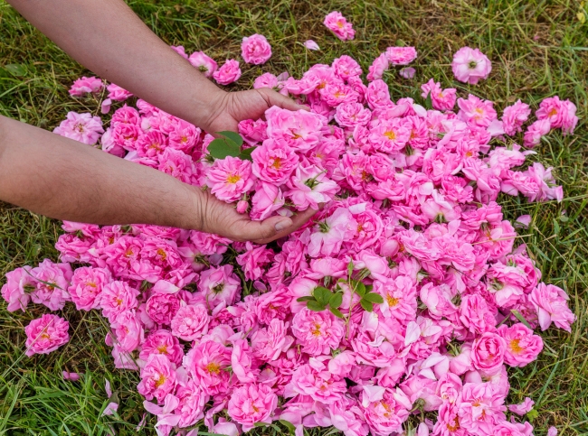 ブルガリアカルロヴォ Карлово ローズフェスティバル バラ祭りブルガリアのカルロヴォで行われたバラ祭りへ🌹 ブルガリアはバラ の栽培が盛んで、5月中旬から6月中旬のバラの開花時期に合わせて各地でバラ祭りが開催されます。 伝統的なダンスやバラのプリンセスの