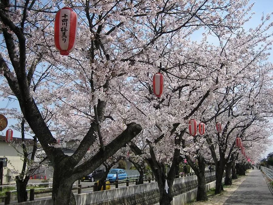 五条川の桜を見に行くよ2022年の情報まとめ岩倉桜祭りは中止でら名古屋ダッシュ