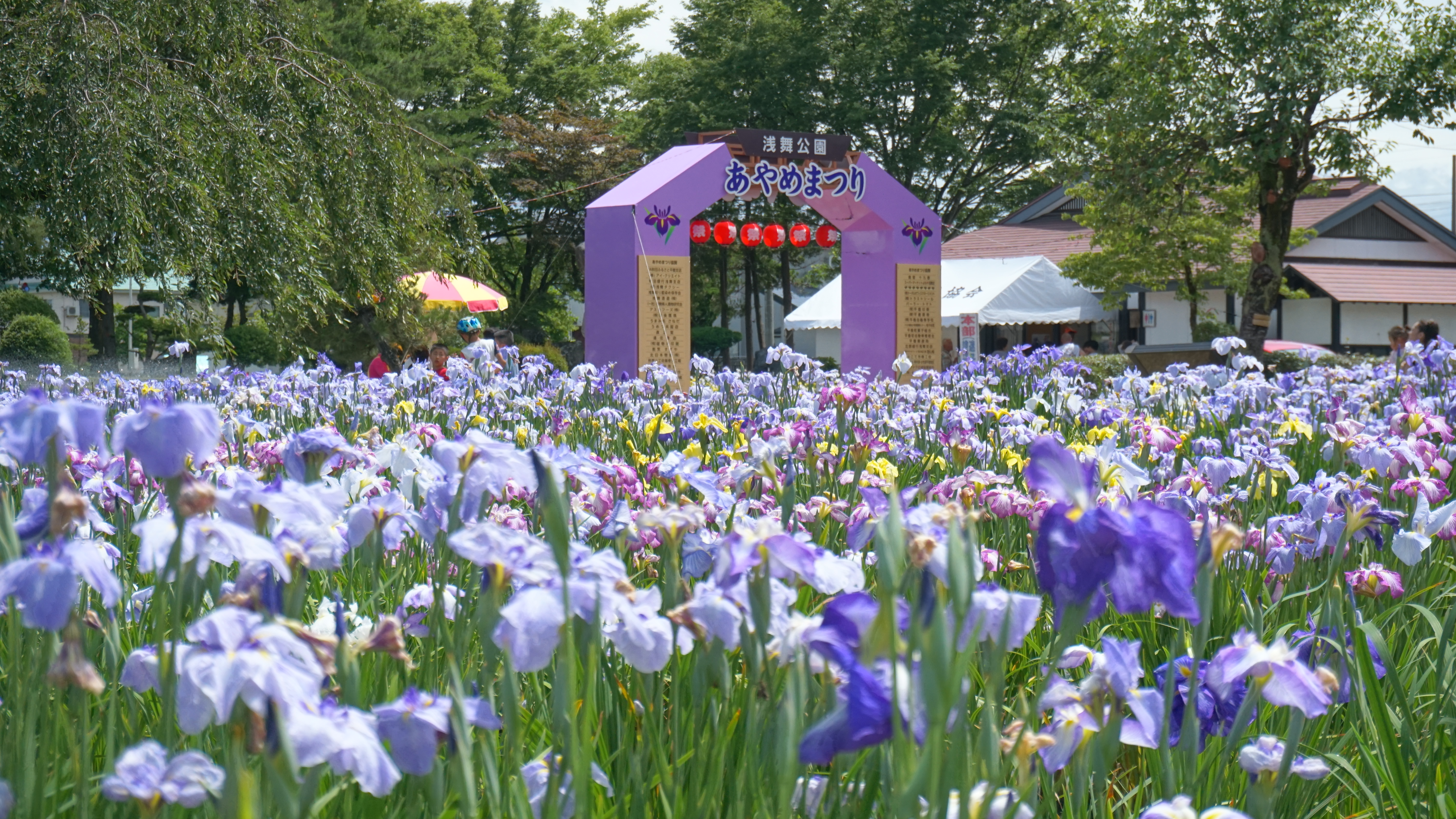 横手市 「浅舞公園あやめまつり」が開催されます 6 21～29
