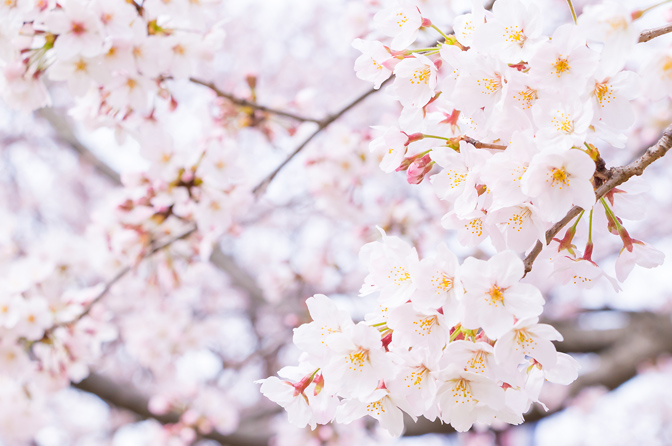 世田谷区の砧公園でお花見♪WAGNAS-都内アドベンチャーサークル