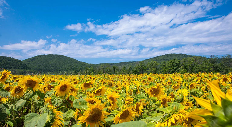 美しい『夏』の季語 一覧 – 日本の言葉・和語ORIGAMI – 日本の伝統・伝承・和の心