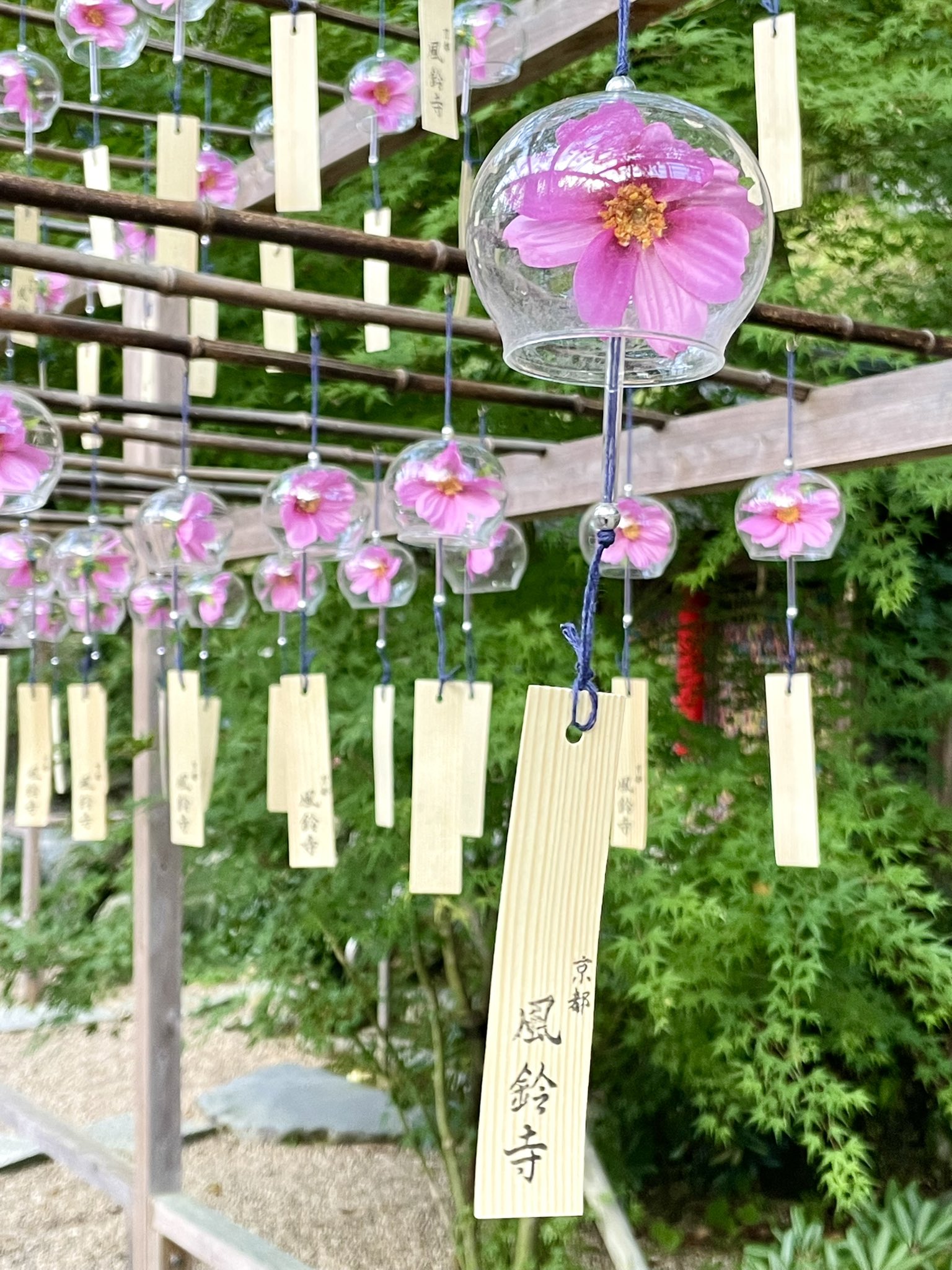 京都の夏、風鈴といえば正寿院』 2024風鈴まつり 6月1日～9月30日まで※本年は期間延長写真は6月からの見所の1つ あじさい風鈴です。一つ一つ手作りの当院オリジナル風鈴で約500個 7月上旬まで 吊られます。あじさい風鈴を見て聞いて涼を感じて下さい。正寿院