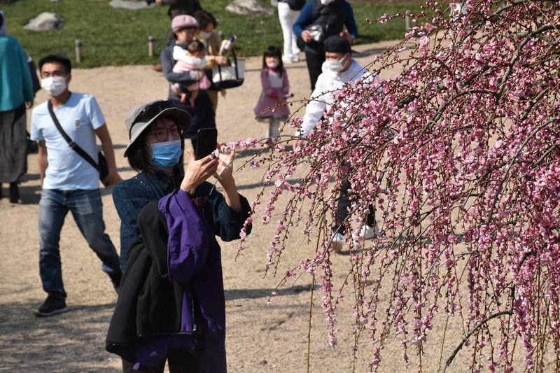 ✼•• ••✼•• ••✼•• ••✼, 🌸しだれ梅まつり2025🌸, 🌸2 15 土 から開催中！🌸,✼•• ••✼•• ••✼•• ••✼, 🌸園内の様子 3 19 , 本日も大変見頃となっております。,雨と風の影響で少しずつ花びらの絨毯ができている箇所もあります。,見頃は週末も続く予想ですが天候等によって早く散り進む場合もございますので、お早めのご来園がおすすめです🌸