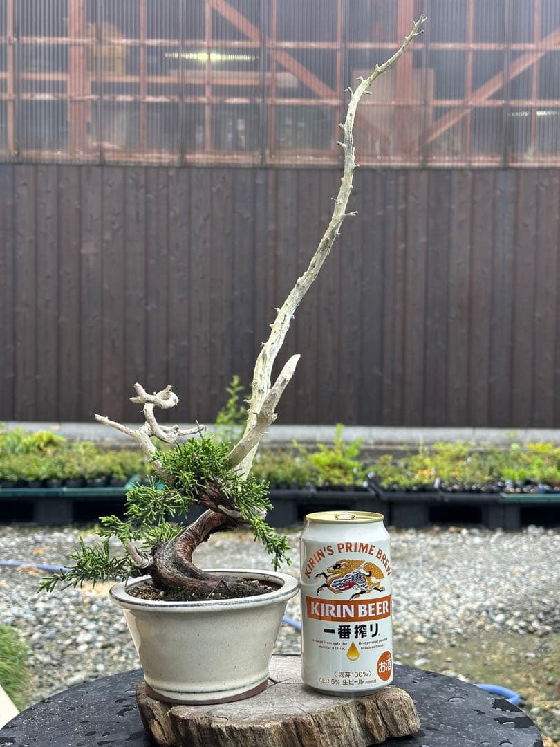 お歳暮の盆栽を販売盆栽妙 – 盆栽妙 本店