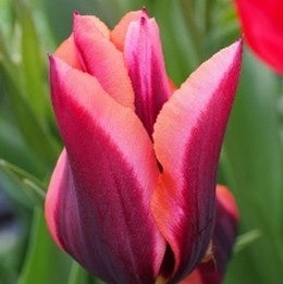 ３月２５日 土 ～４月２日 日のおがたチューリップフェア２０２３ – へいちくネット 平成筑豊鉄道