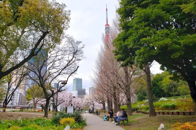 芝公園の桜花見特集2025