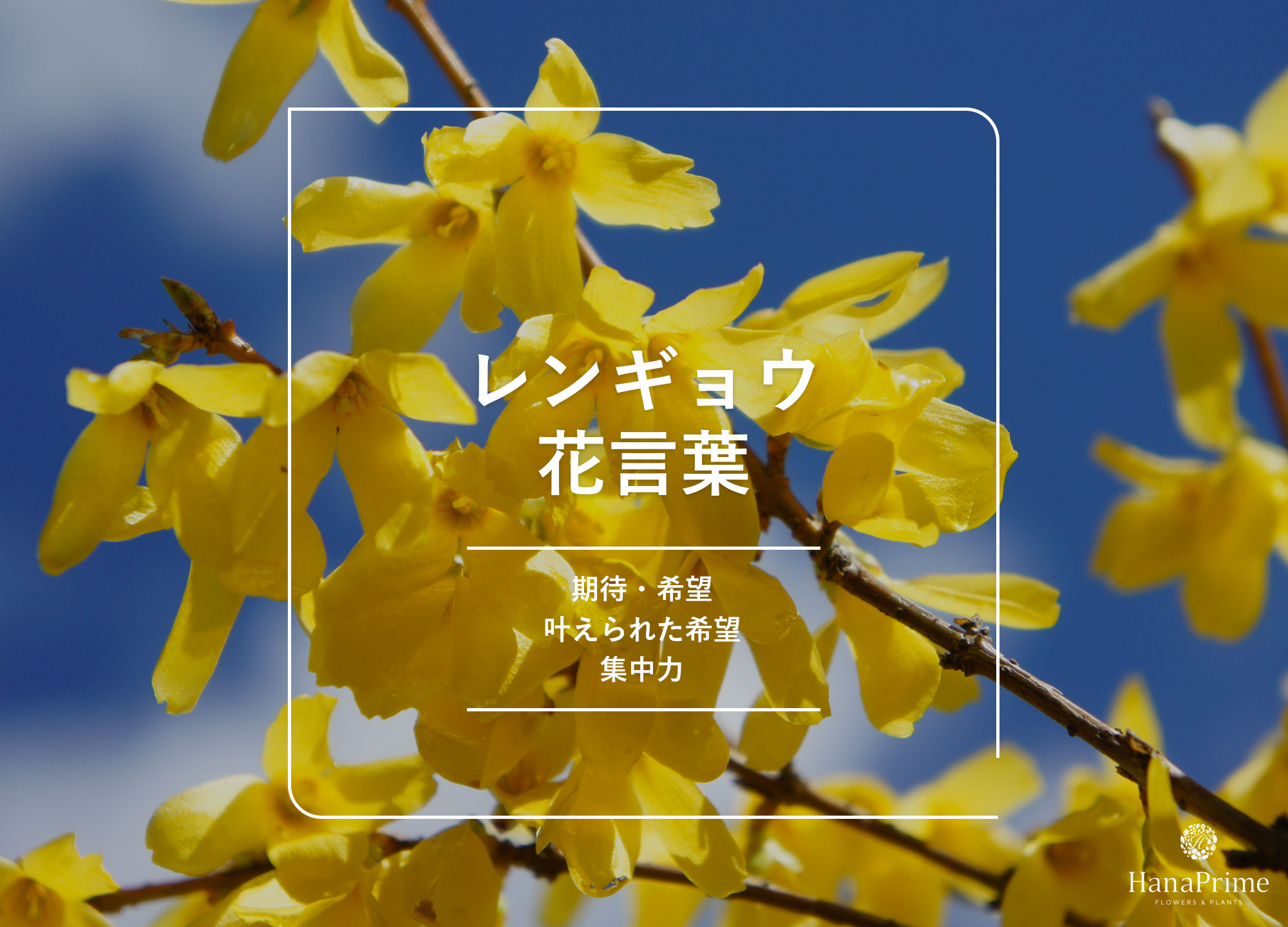 見事に咲く 『 キバナサフランモドキ 』 の花南紀白浜で暮らす