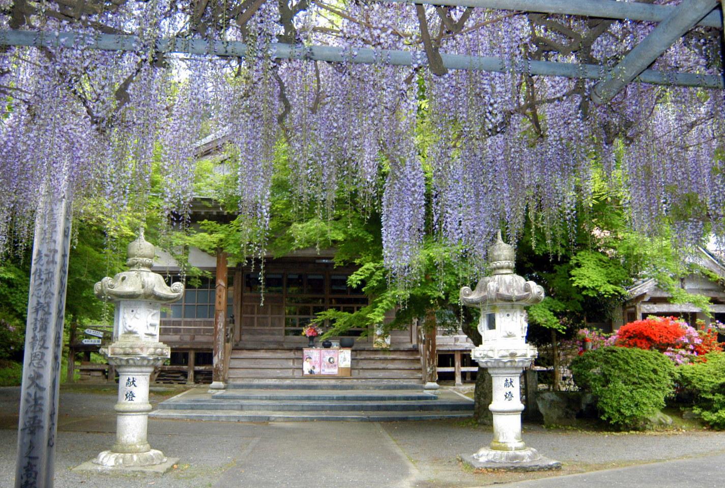 藤の花 スポット 九州TikTok