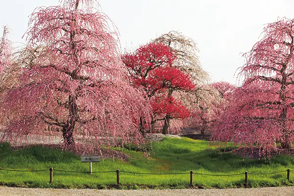 鈴鹿の森庭園 しだれ梅まつりアクセス・イベント情報 - じゃらんnet