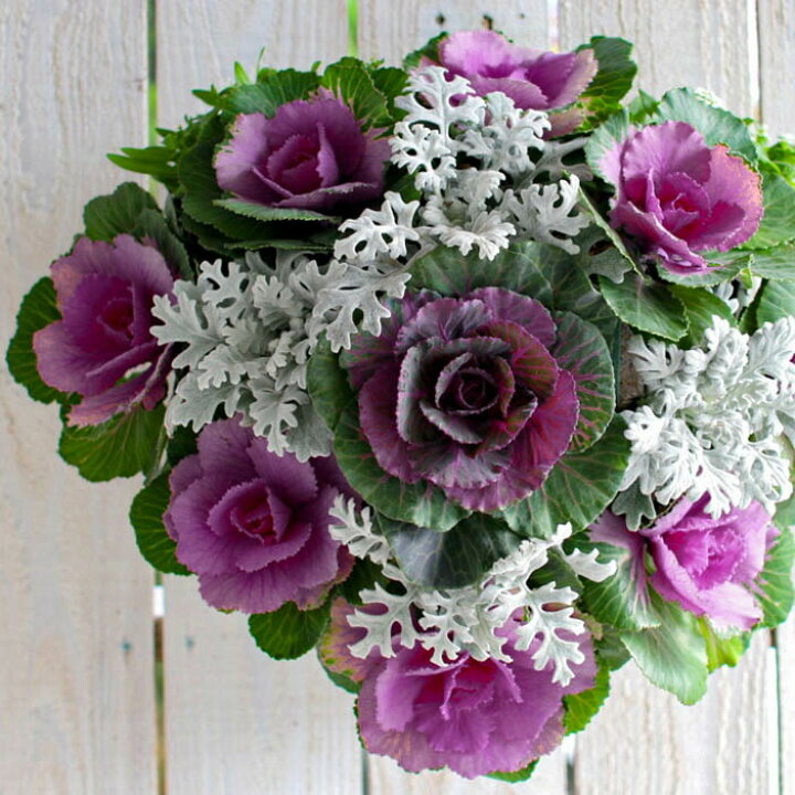 正月の寄せ植えで新年を祝う！おすすめ花材と作り方GardenStoryガーデンストーリー