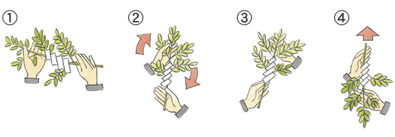 神前式 玉串奉奠 たまぐしほうてん の作法をイラストで丁寧に解説！結婚ラジオ結婚スタイルマガジン