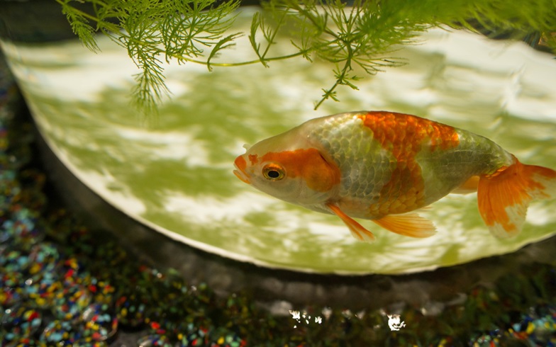 屋台でとった金魚の寿命ってどれくらい？長生きするコツとは？はてなスッキリ