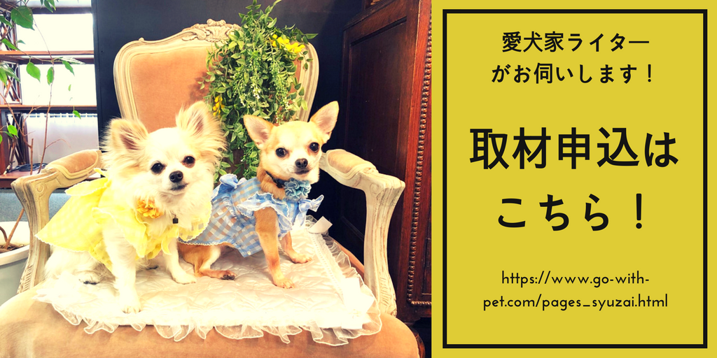 ホリデーアクセサリーを着た犬と猫と一緒にかわいいクリスマスペットコレクションイラスト素材透過、PNGフリー画像ダウンロード - Pngtree