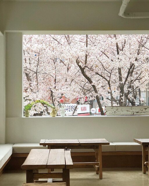 韓国もいよいよ桜が満開に！ソウルでお花見を楽しむ人気スポット7選 - Kstyle