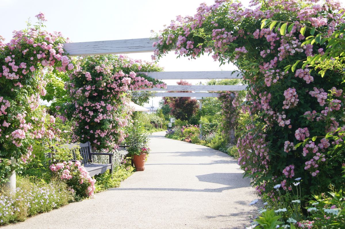 フラワーガーデン泉の新着記事アメーバブログ アメブロ