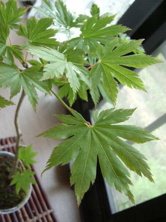 盆栽 オオハマボウ ユウナ