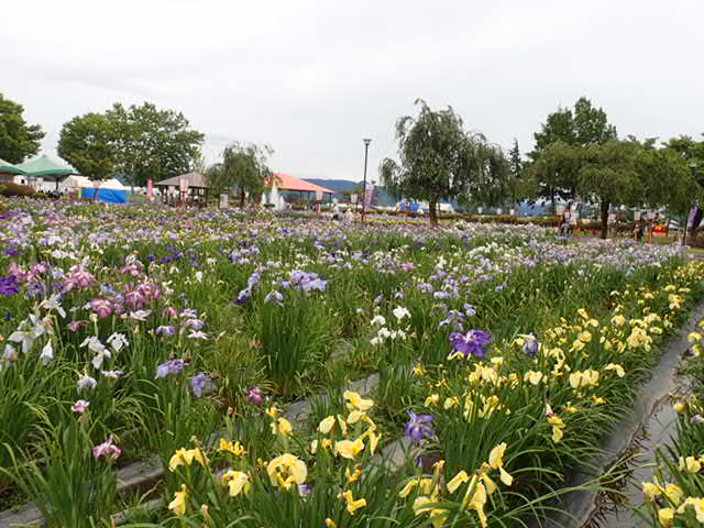 第34回 浅舞公園あやめまつり横手まちナビ