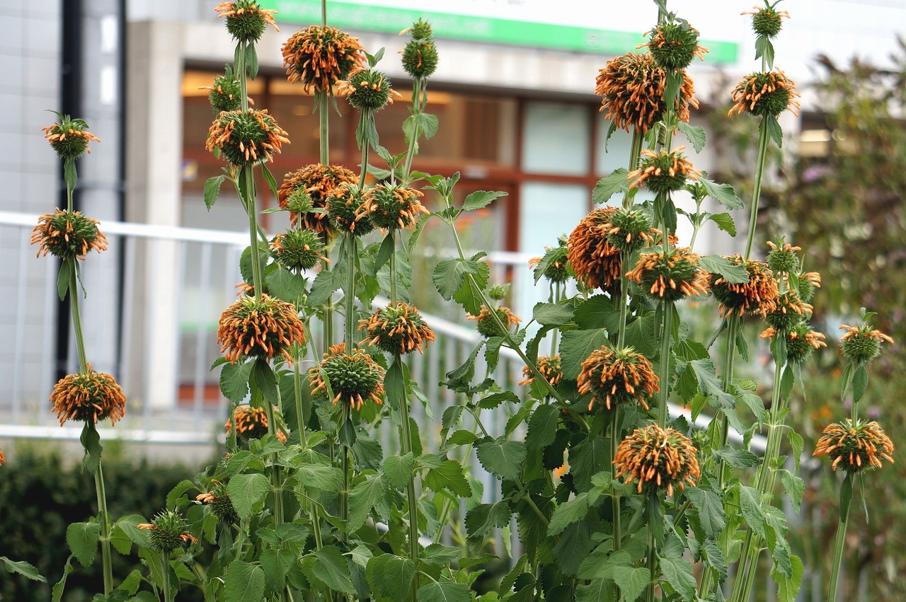 クリスマス・キャンドルスティックライオンズイヤー– 育つ様子や育成例の紹介 – 熱帯植物