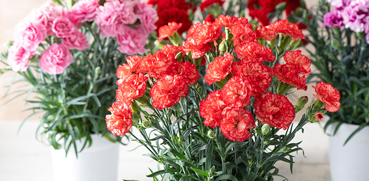 産地直送 カーネーション花束 レッドミックス 15本入り栃木 FloM carnation farmからお届け花束ならHitoHana ひとはな