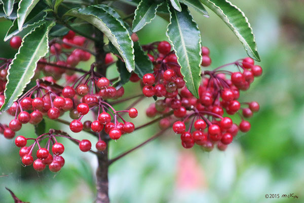 クリスマス＆正月どちらも使える！ 「赤いボール」を使った優秀リースの作り方毎日が発見ネット