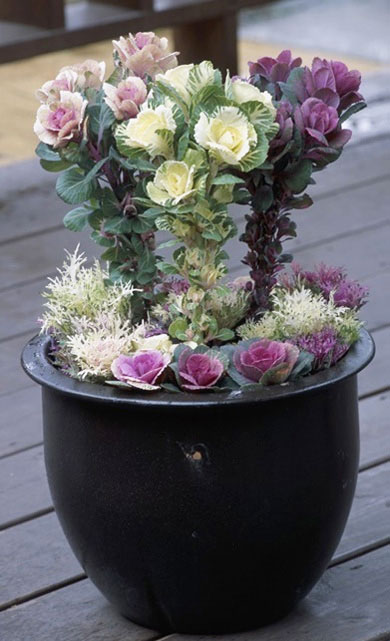 観葉植物 寄せ植え お正月 飾り 葉牡丹 プラチナケール ゴールド陶器 おしゃれ 開店祝い 人気 お祝い 誕生日 お歳暮 敬老 プレゼント 送料無料