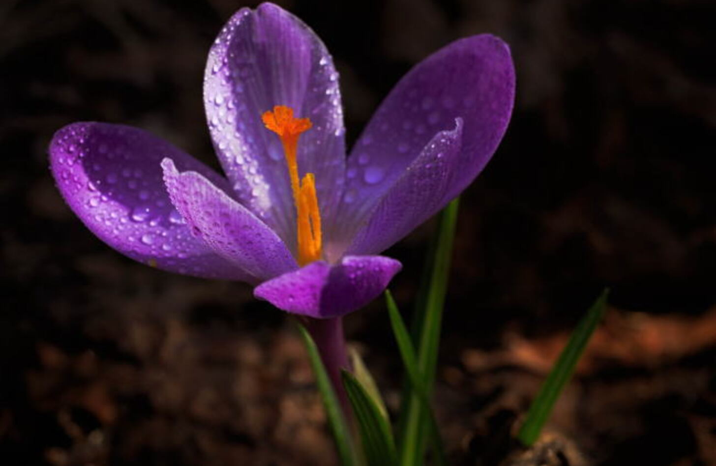 クロッカスの花言葉花の色や時期、見頃の季節は？紫の意味は？HORTI by GreenSnap