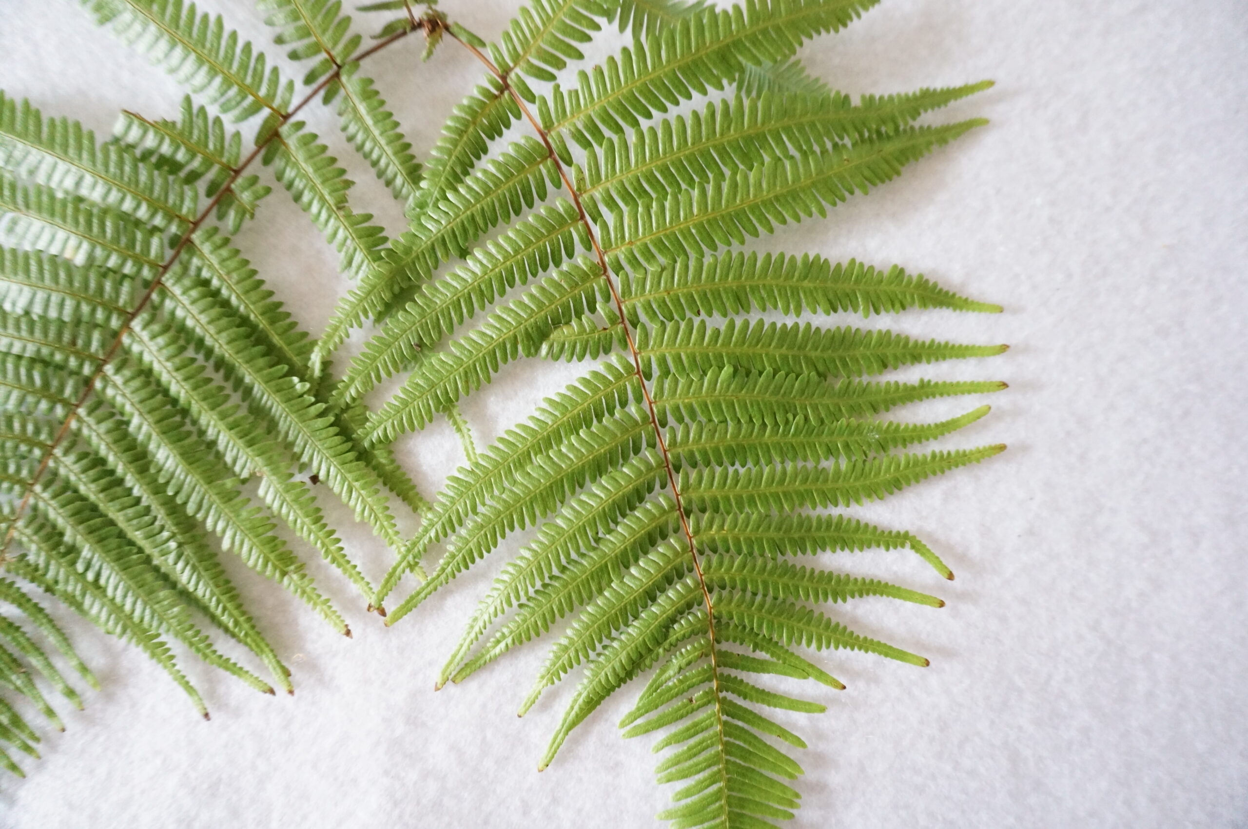 お正月飾りのいわれ・飾り方お正月飾り・〆縄・盆飾りの株式会社秀〆 ひでしめ