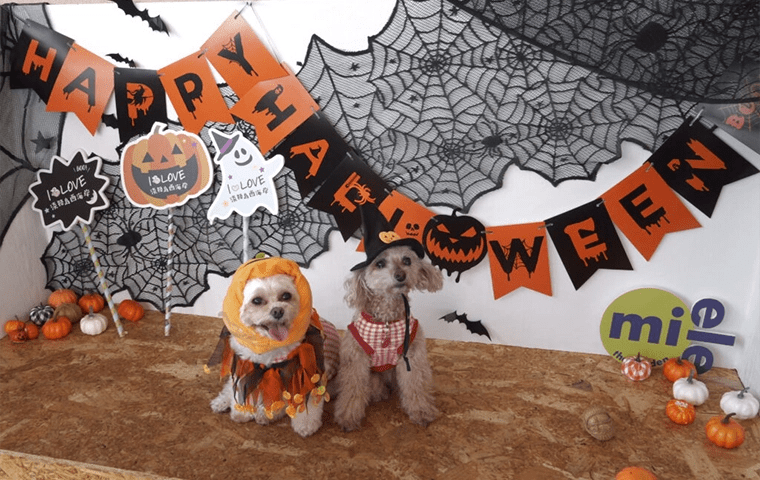 子供から大人まで楽しめるハロウィンフォトスポット！ - フォトスポットファクトリー medic