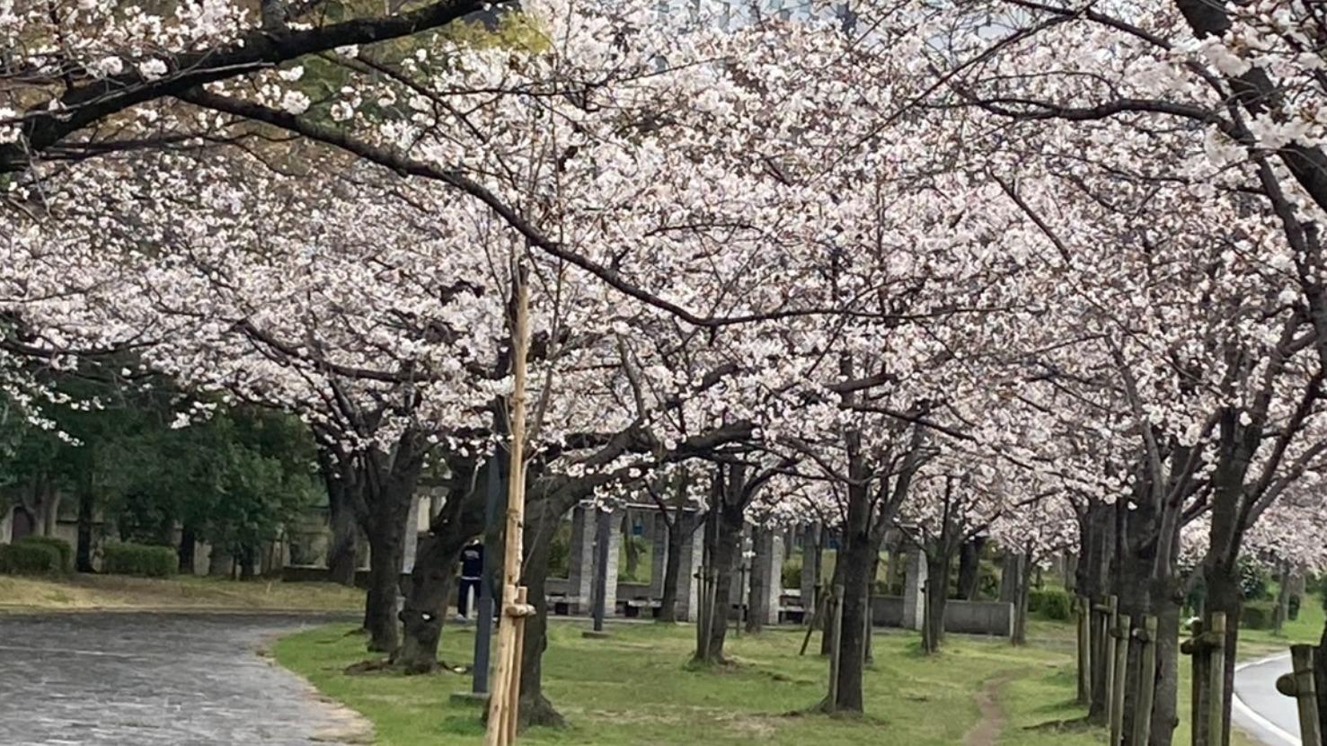 2025 関東の桜まつり29選 ライトアップ・屋台グルメ・最新情報いこーよとりっぷ