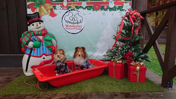 クリスマス飾り認定こども園 交野保育園のニュース織姫ねっと 交野市