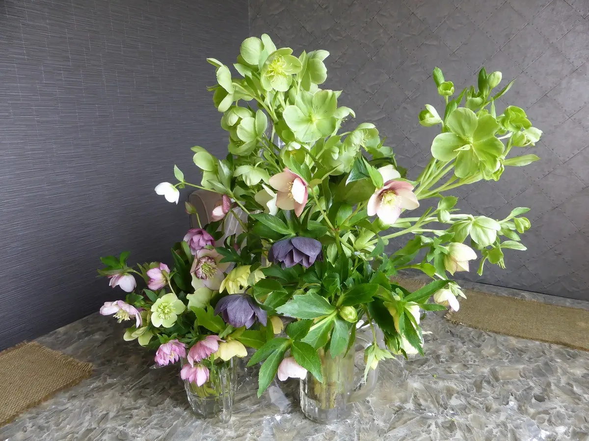 自然光のクリスマス ローズの花束の写真素材・画像素材 Image 14021454