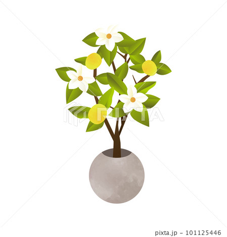 ひなまつり橘イラスト01：イラスト無料