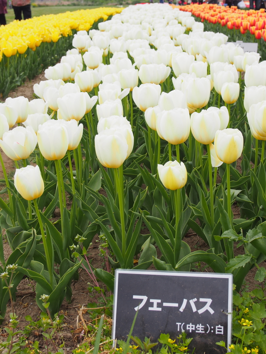 直方チューリップ祭り - ケセラセラ のんびり日記