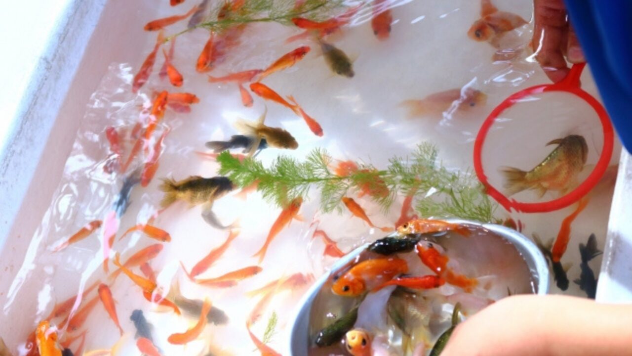 夏祭りで人気の金魚 育て方や歴史を解説！屋台家 千寿堂 お祭りのケータリングサービス