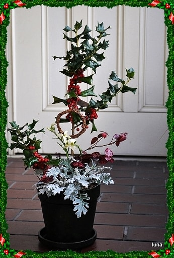 初心者におすすめのクリスマス寄せ植えアイデア