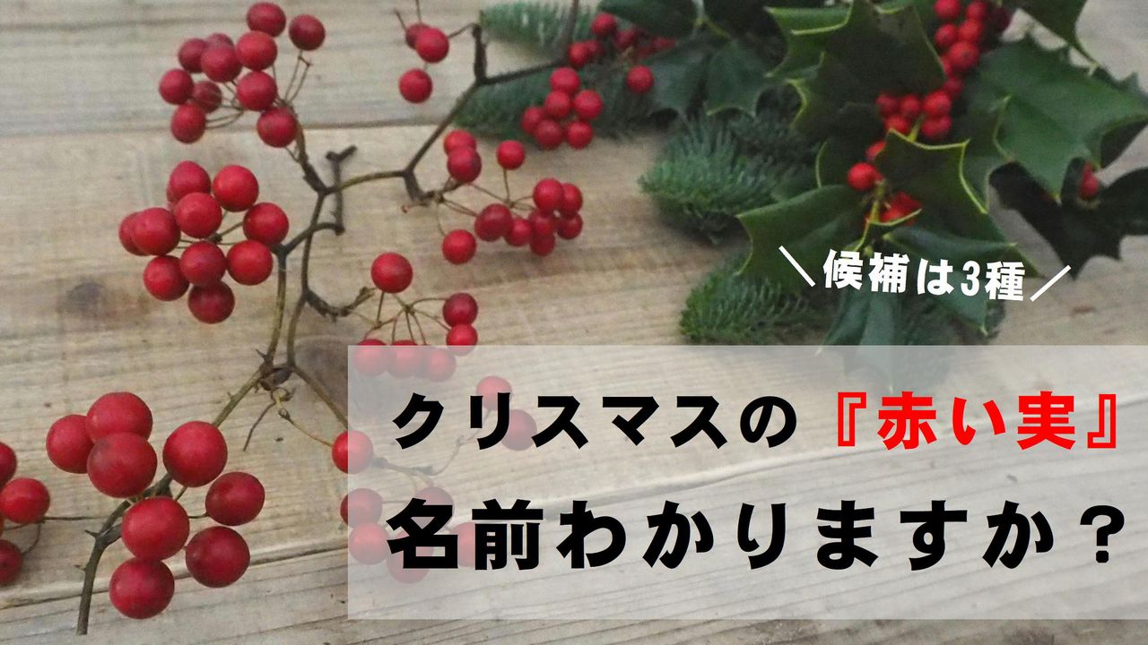 秋から冬の季節、知っておくと楽しくなる赤い実のいろいろ