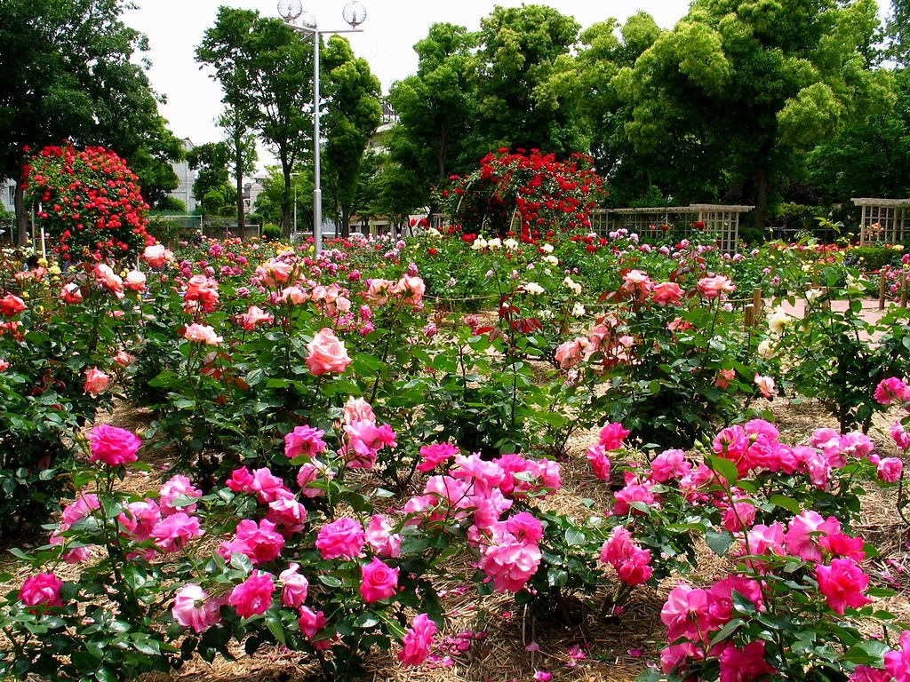 尼崎市の大井戸公園「いただきマルシェ」でラグビー体験会を行いました‼尼崎ラグビースクール