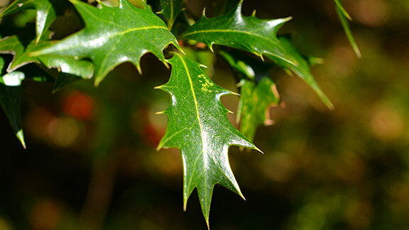 ポインセチアだけじゃない！クリスマスに飾りたい20の花＆グリーン