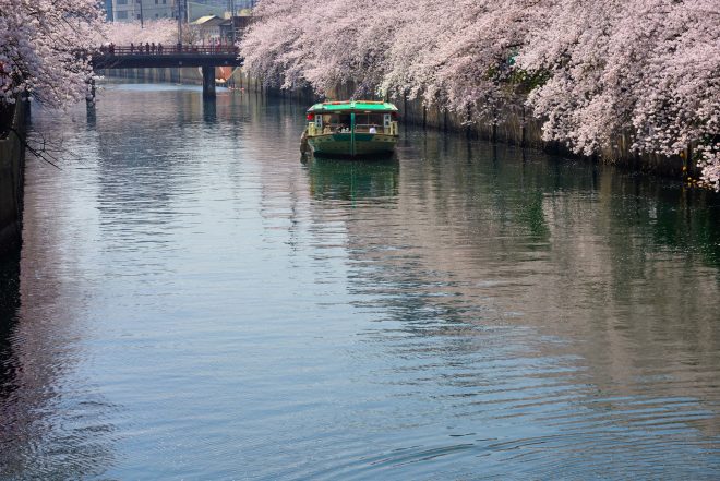大岡川桜まつり 屋台TikTok