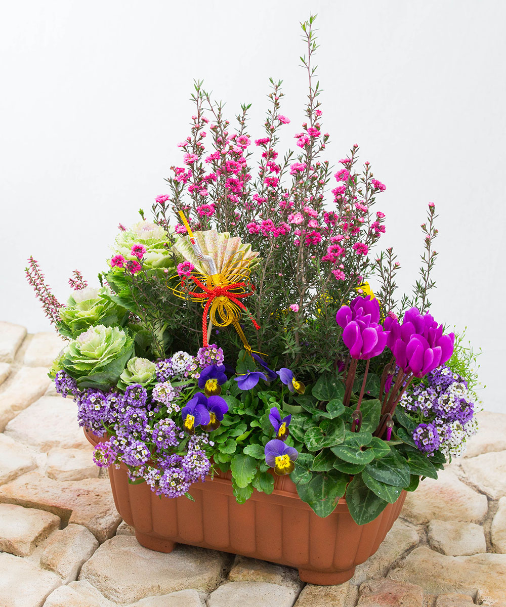 dショッピング12月26日 届 正月寄せ植え「門松」8号鉢 年の瀬定型文カード付 ※北海道・沖縄はお届け不可 花由カテゴリ：生花の販売できる商品フラワーマーケット花由048evs22h007a ドコモの通販サイト