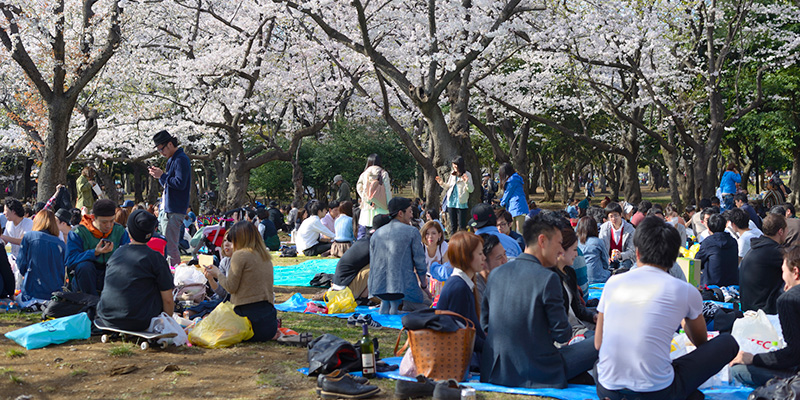 上野公園のお花見の禁止事項と場所取りのポイント・裏技を‥‥知る時が来たか神田明神-御朱印