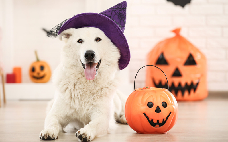 ハロウィンってなーに！？ピアノBGM付き- YouTube