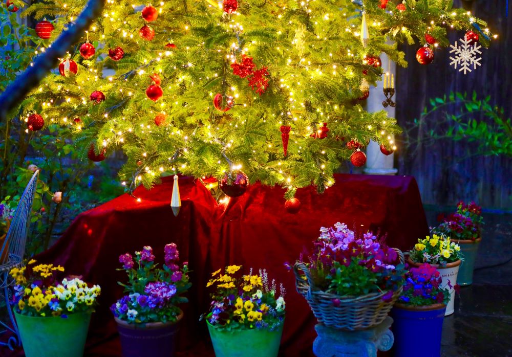 クリスマスの花とは？ ポインセチアだけじゃない、クリスマスに飾りたい花12選を紹介となりのカインズさん