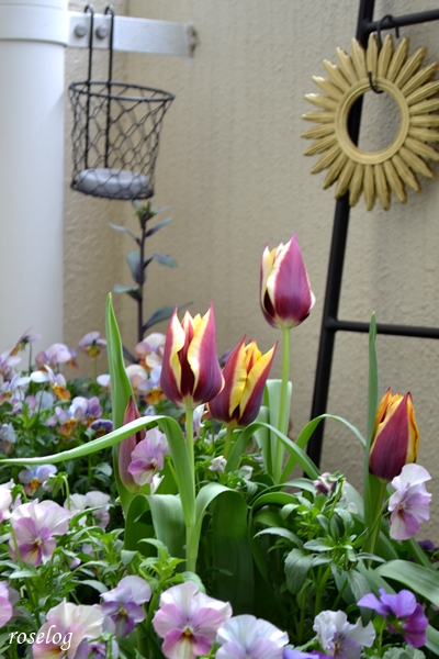 春らしいうさぎとリスのオブジェが入荷しました🐇🐿️🌸 パステルカラーのフェアリーと遊んでいて、セットで飾るととても可愛らしいです😊イースター飾りにはもちろん、ガーデニングの飾りにもおすすめです💐ラビットリスイースターエルジュエル麻布十番